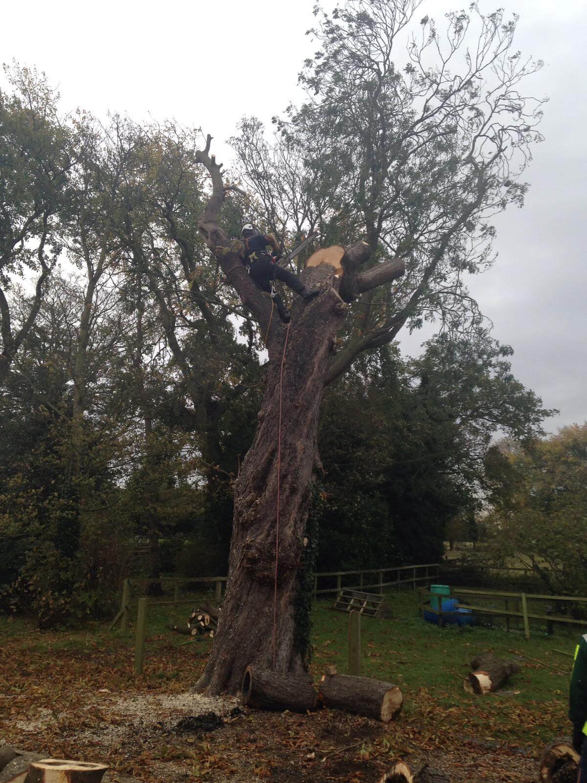 Emergency tree work by highly skilled professional surgeons