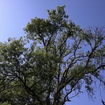 Stump grinding and logs for sales by qualified professional tree felling services