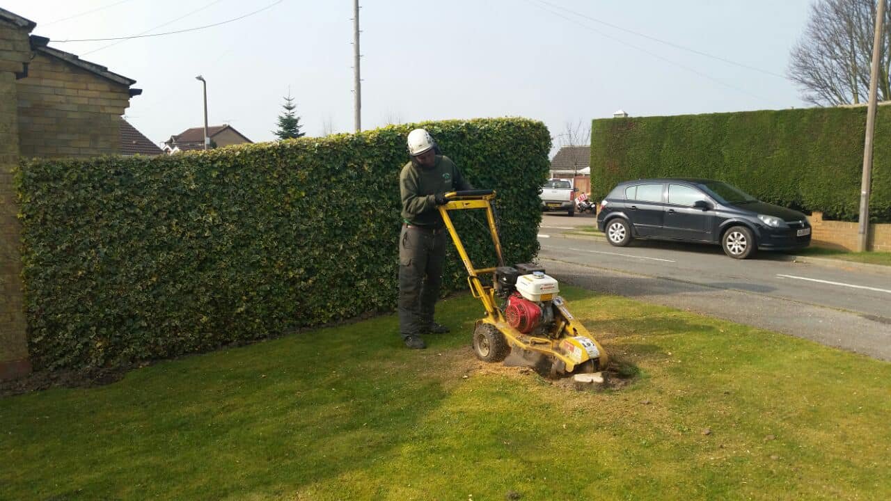 Emergency tree work by highly skilled professional surgeons